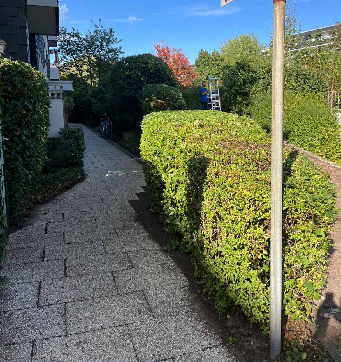 Heckenschnitt am Gartenweg – Mitarbeiter bei der Arbeit